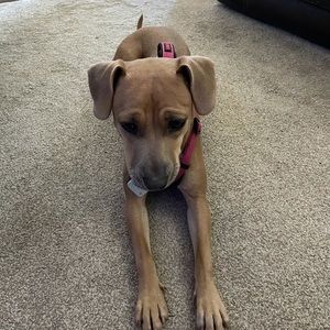 Meet your Posher, Cameron